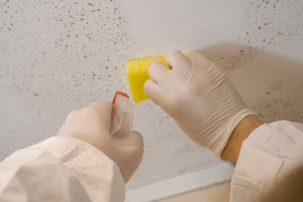 Reliable Madison, GA Mold Inspection, Removal & Remediation Solutions